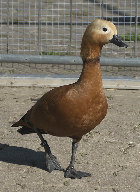 上竞技